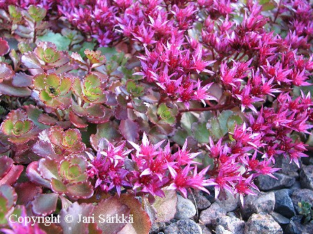 Sedum spurium 'Schorbuser Blut'